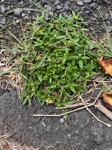 Oldenlandia corymbosa observed 2026-09-27