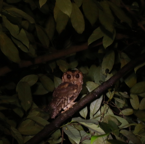 Otus bakkamoena observed 2026-10-19