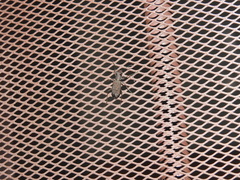 Cicindela papillosa