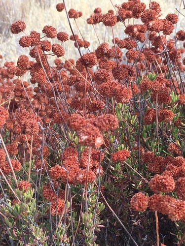 iNaturalist observation photo of California Buckwheat