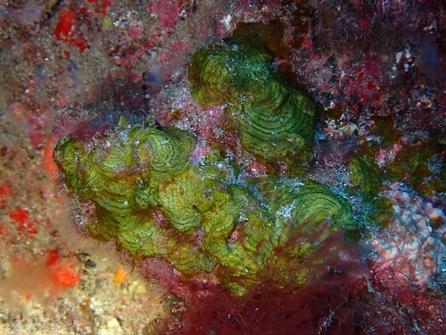 Lobophora observed 2026-10-11