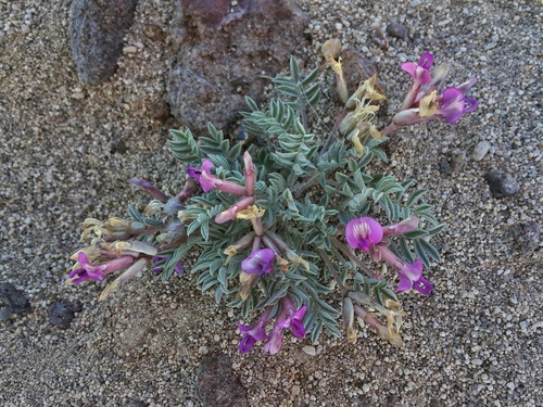 Astragalus purshii var. ophiogenes