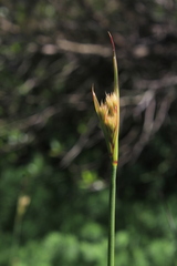 Juncus microcephalus