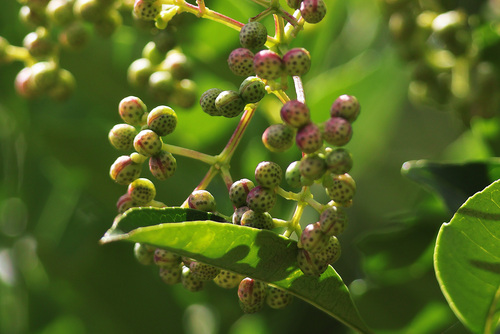Zanthoxylum avicennae observed 2026-10-18