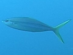 Elagatis bipinnulata