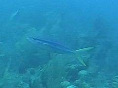 Elagatis bipinnulata