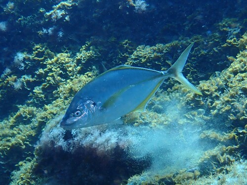 Pseudocaranx dentex observed 2026-10-11