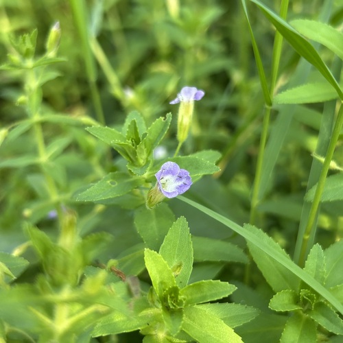Limnophila chinensis observed 2026-10-18