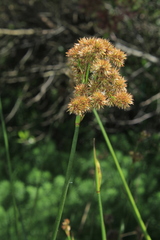 Juncus microcephalus
