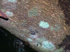 Phaeacius fimbriatus