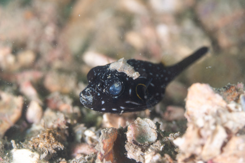 Arothron hispidus observed 2026-10-19