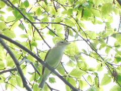 Vireo gilvus