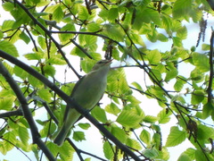 Vireo gilvus
