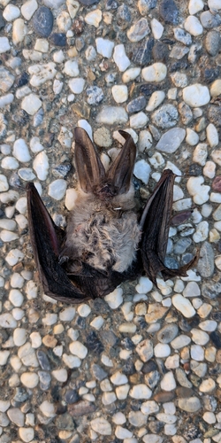 Townsend's Big-eared Bat