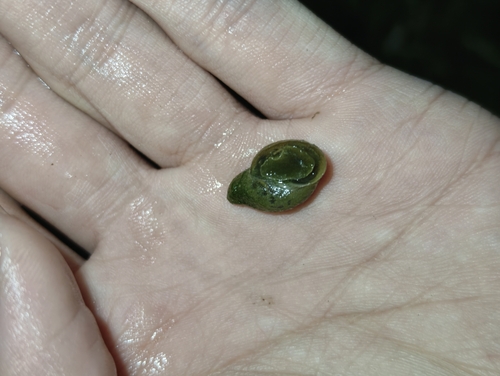 Lymnaea auricularia observed 2026-10-03