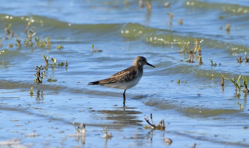 Baird's Sandpiper, Santa Rosa, La Pampa, Argentina, photo 8 of 10