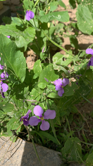 Orychophragmus violaceus