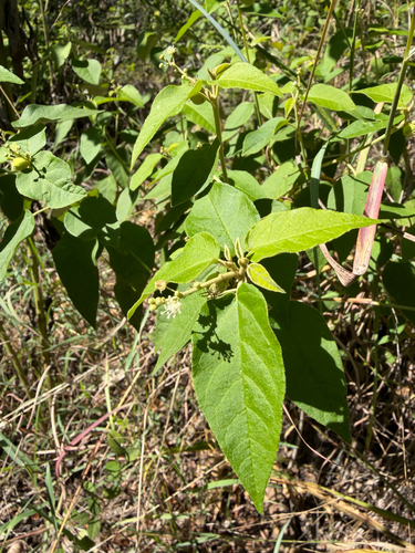 Bush croton