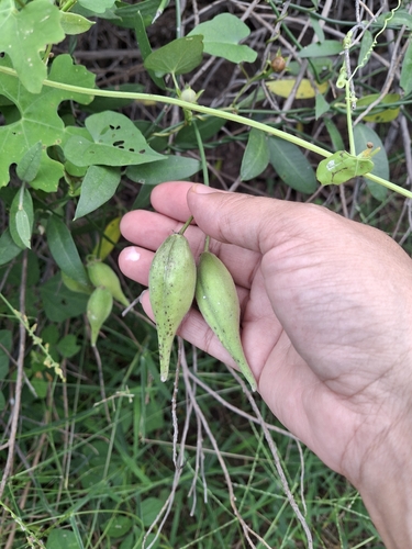 Funastrum clausum, 2026-10-18