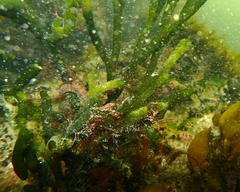 Hippocampus breviceps