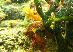 Hippocampus breviceps