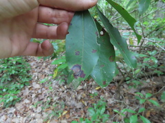 Diaporthe kalmiae