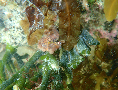 Hippocampus breviceps