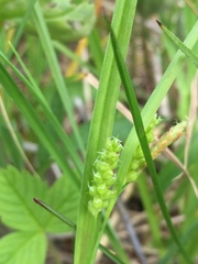 Carex granularis