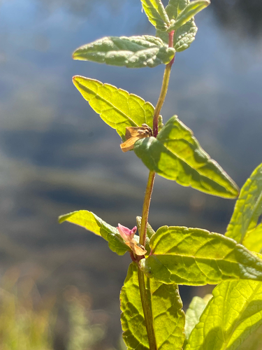 Marsh Skullcap