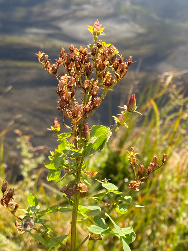 Square Stemmed Saint John's Wort