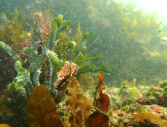 Hippocampus breviceps