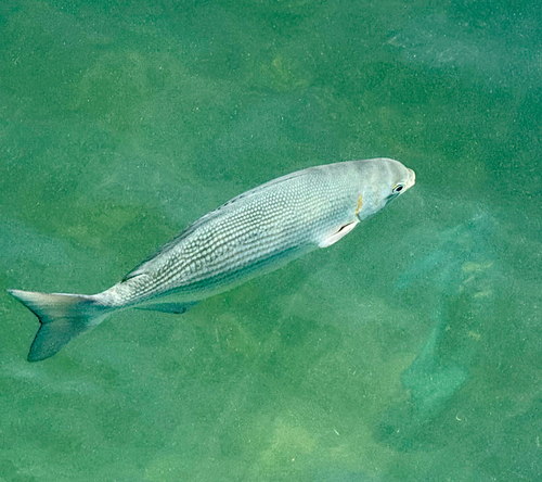 Kyphosus vaigiensis observed 2026-10-19