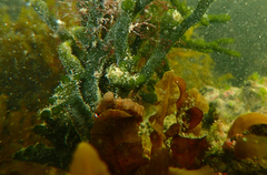 Hippocampus breviceps