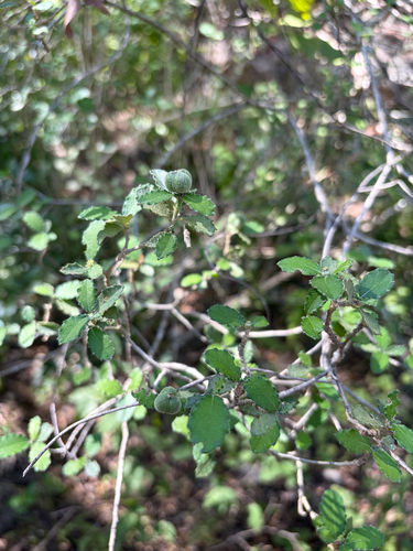 Bernardia myricifolia, 2026-10-18