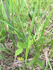 Carex granularis