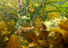 Hippocampus breviceps