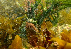 Hippocampus breviceps