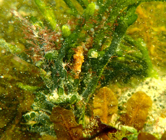 Hippocampus breviceps