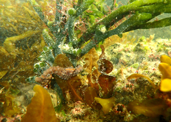 Hippocampus breviceps