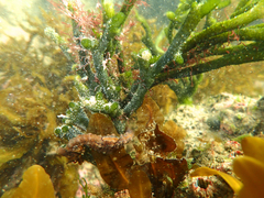 Hippocampus breviceps