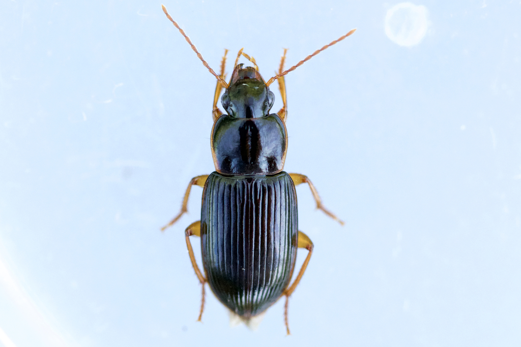 Trichotichnus autumnalis