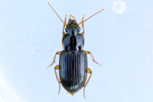 Trichotichnus autumnalis
