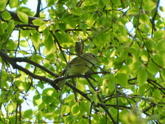 Vireo gilvus