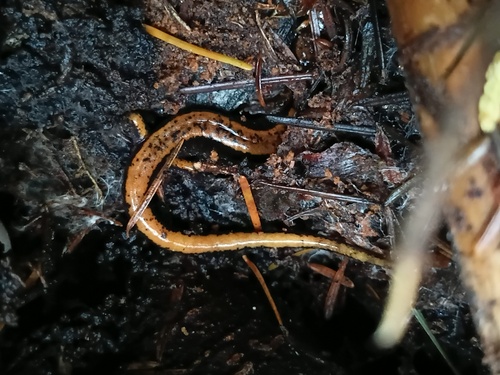 Western Red-backed Salamander