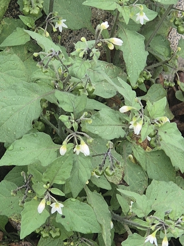 black nightshade