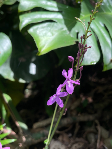 Pseuderanthemum observed 2026-10-19