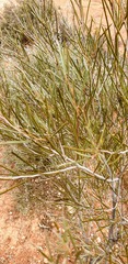 Acacia aneura