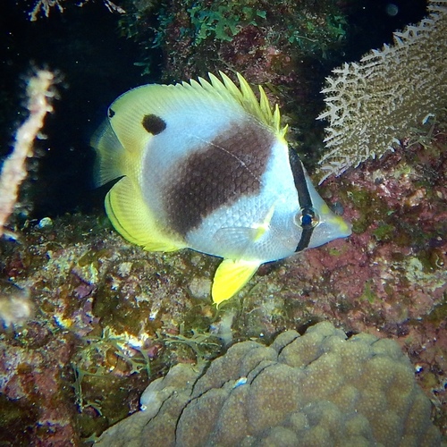 Chaetodon ocellatus observed 2026-10-18