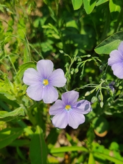 Linum perenne