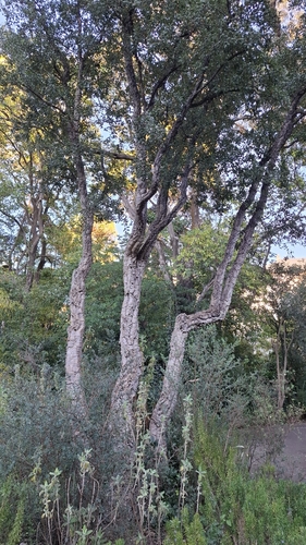 cork oak